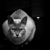 pet-photography-dark-cat-staring